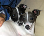 Dimitri & Dolce, About Time Italian Greyhound Pups!
